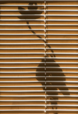 behind the blinds 365