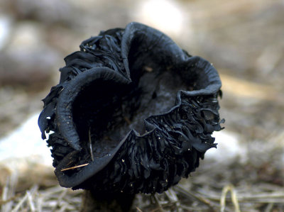 black mushroom 84