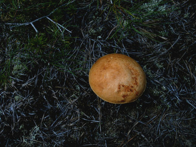 man-on-the-moon mushroom