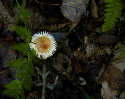 mushroom flower