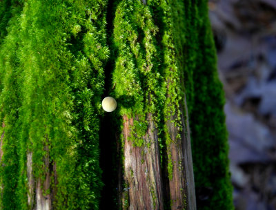 pearl mushroom 3