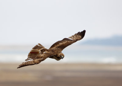 red-tailed hawk 689