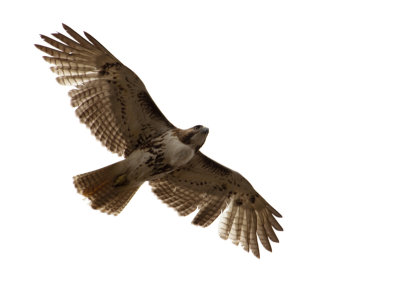 red-tailed hawk 713