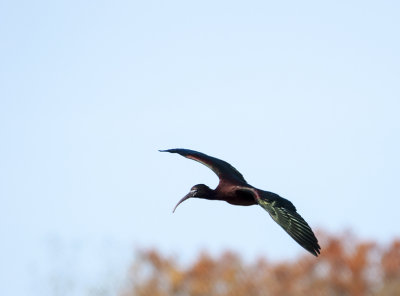 glossy ibis 202
