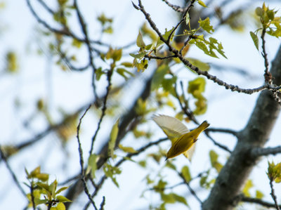yellow warbler 216