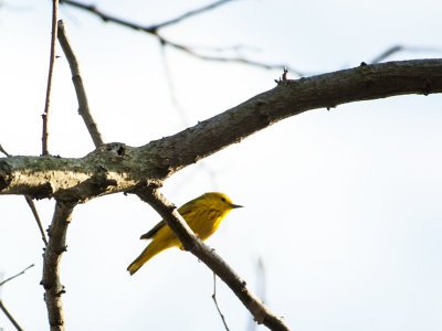 yellow warbler 229