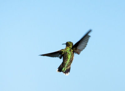 hummingbird 557