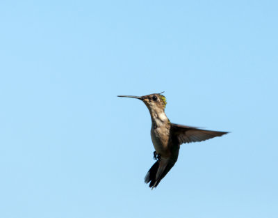 hummingbird 556