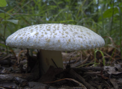 mushroom 457