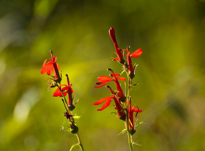 cardinal flowers 358