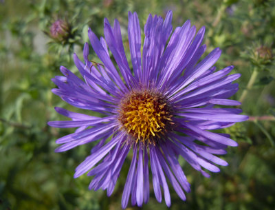 early autumn aster 143