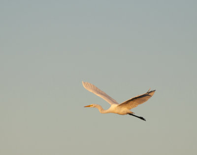 great egret 268