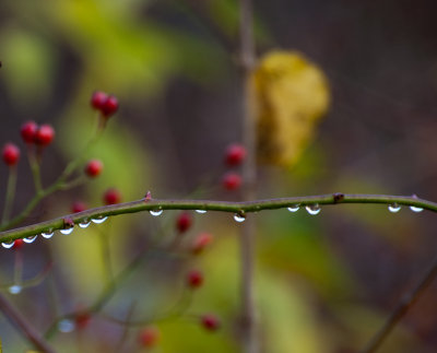 autumn rain 651