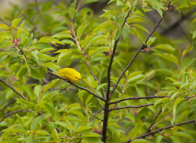 yellow warbler 037