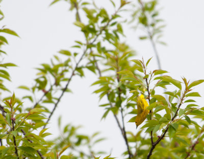 yellow warbler 033