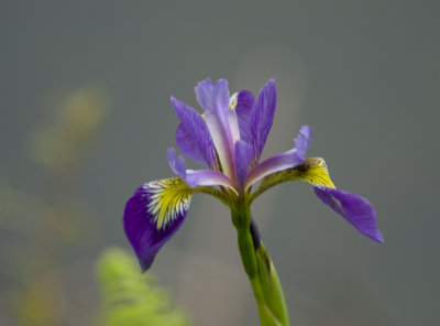 wild iris 125