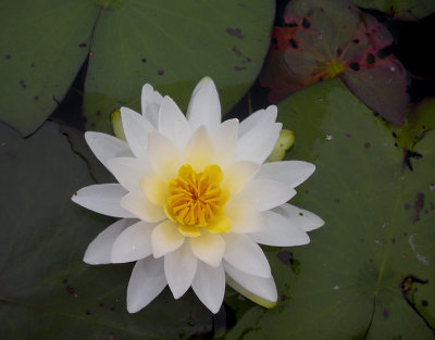 water lily 800