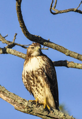 red-tailed hawk 720