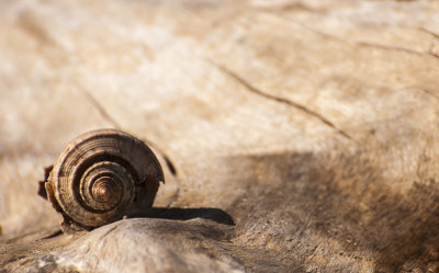 beach still life 554