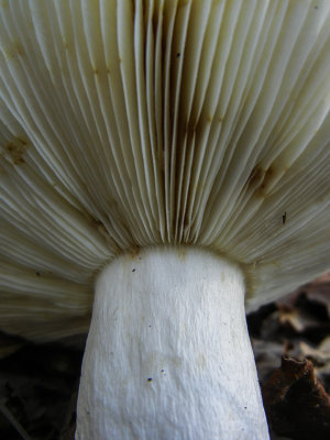 mushroom power 576