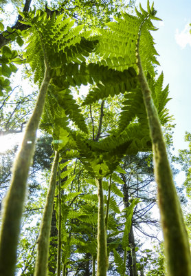 towering ferns770