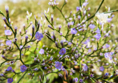 sea lavender 493