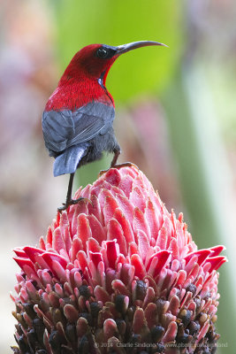 Crimson Sunbird.jpg