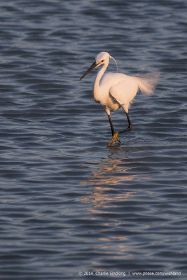 Little Egret (2).jpg