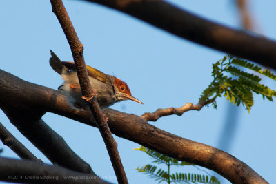 Philippine Tailorbird (2).jpg