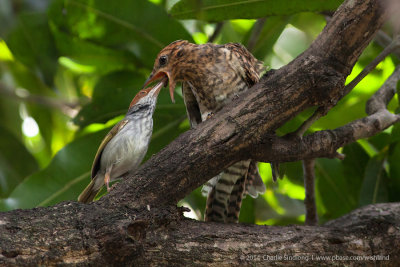 Philippine Tailorbird (Left) feeding a juvenile Plaintive Cuckoo (Right) -  Brood Parasitism_1.jpg