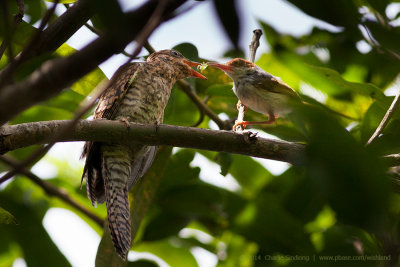Philippine Tailorbird (Right) feeding a juvenile Plaintive Cuckoo (Left) -  Brood Parasitism_2.jpg