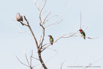 Spotted Dove and Coppersmith Barbet.jpg
