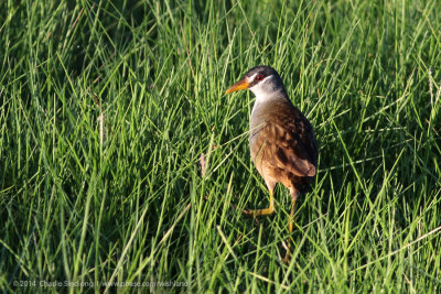 White-browed Crake (2).jpg