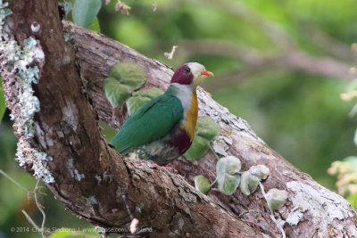 Yellow-breasted Fruit Dove.jpg