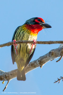 Coppersmith Barbet 01