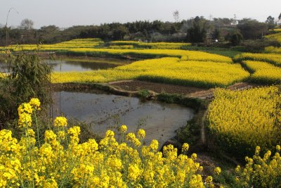 spring_in_chengdu_suburb