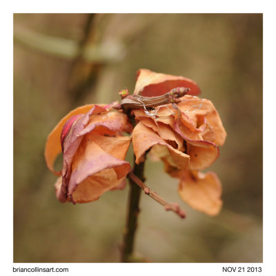 Burning Bush