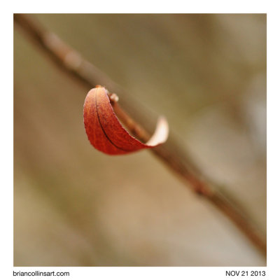 Burning Bush