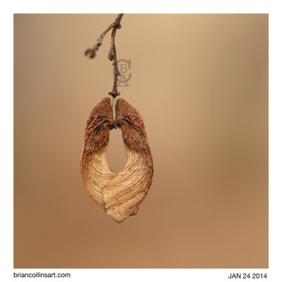 seeds