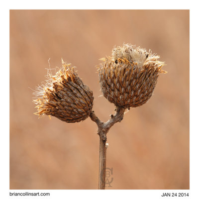 Thistle