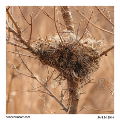 bird nest