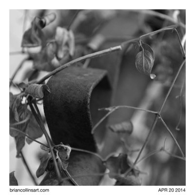 fence and vines