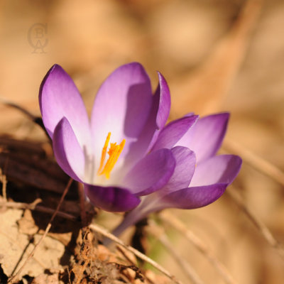 Crocus