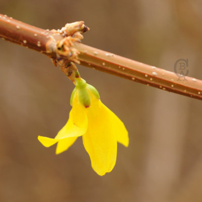 Forsythia