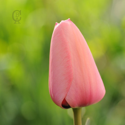 Tulip