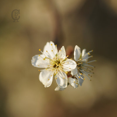 flowering