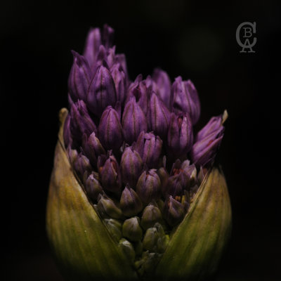 Allium