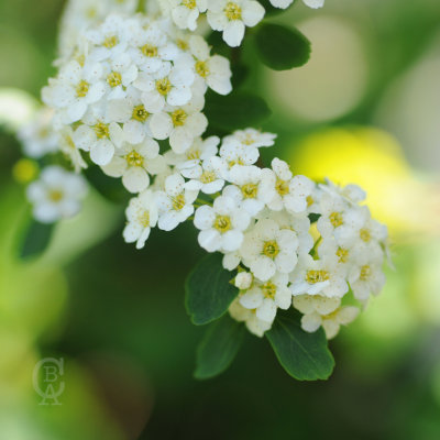 Spirea