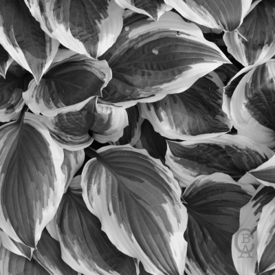 Hosta