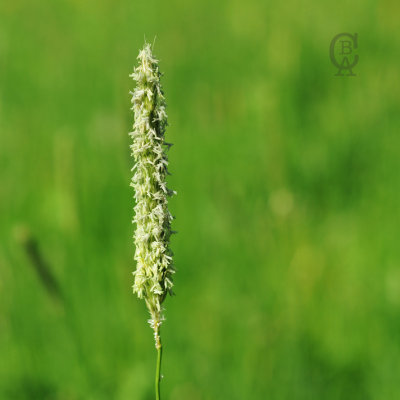 grass